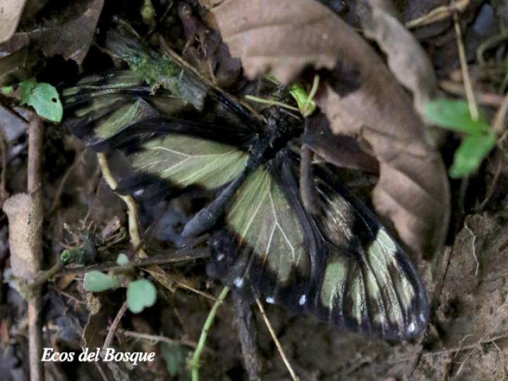 Olyras insignis insignis