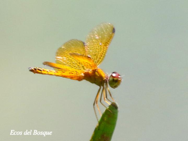 Perithemis tenera (Ambarina del este)