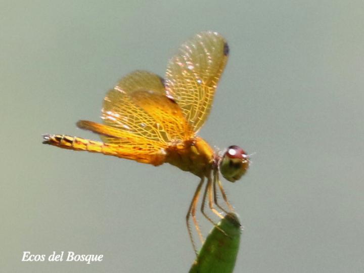 Perithemis tenera (Ambarina del este)