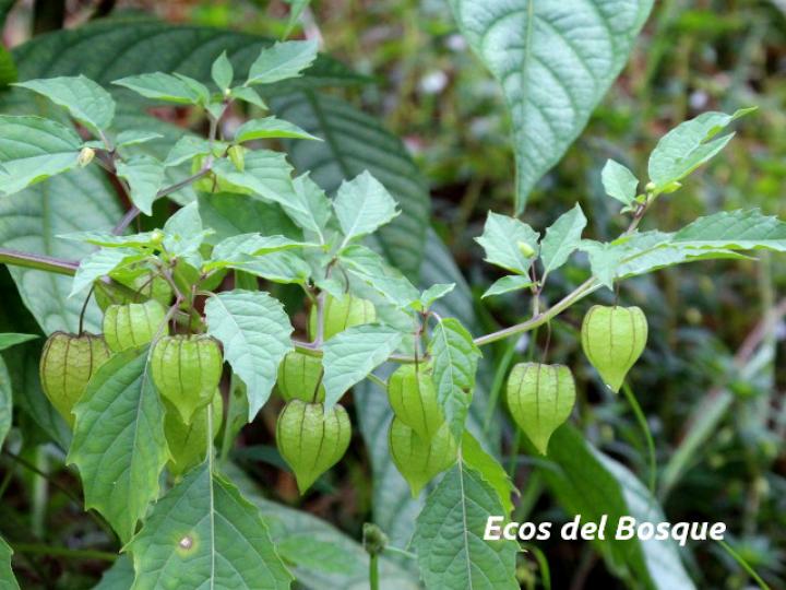 Physalis angulata (Bombillo)