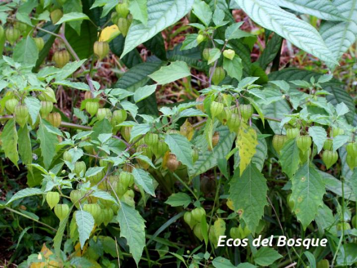 Physalis angulata (Bombillo)