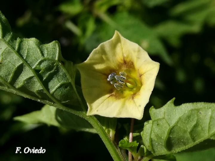 Physalis angulata (Bombillo)