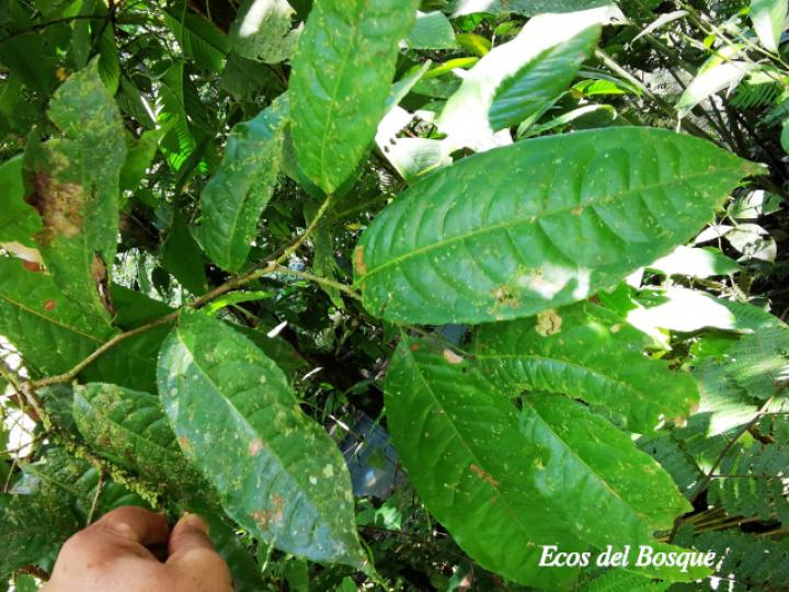 Sacoglottis trichogyna (Titor)