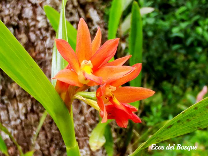 Scaphyglottis imbricata