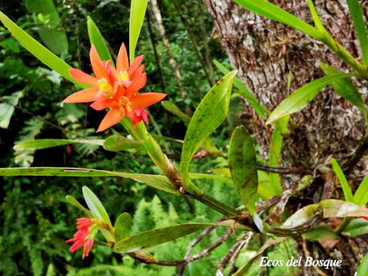 Scaphyglottis imbricata