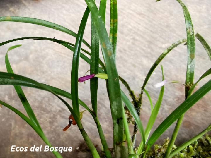 Scaphyglottis longicaulis