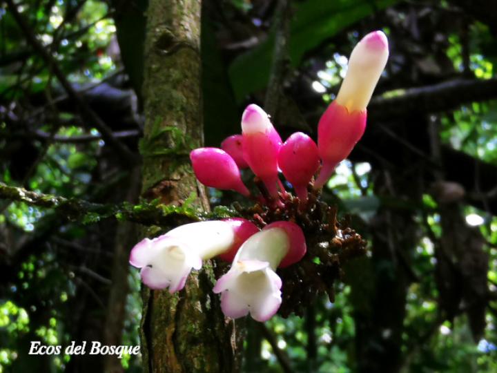 Schlegelia fastigiata