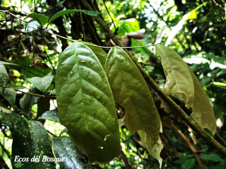 Schlegelia fastigiata