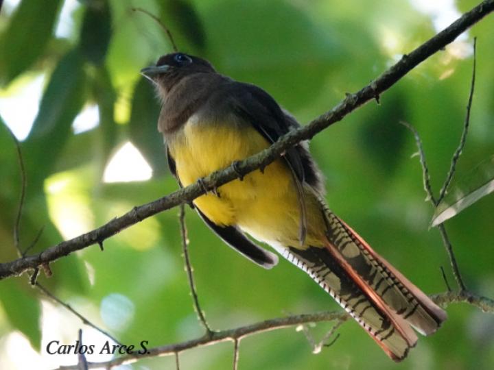 Trogon rufus (Trogón cabeciverde)