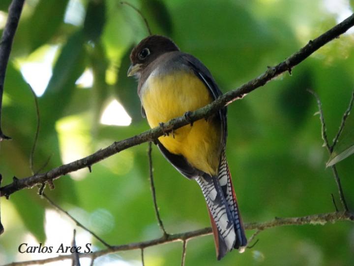 Trogon rufus (Trogón cabeciverde)