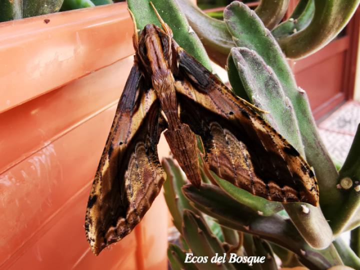 Xylophanes ceratomioides