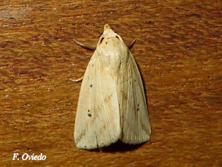 Amolita sentalis