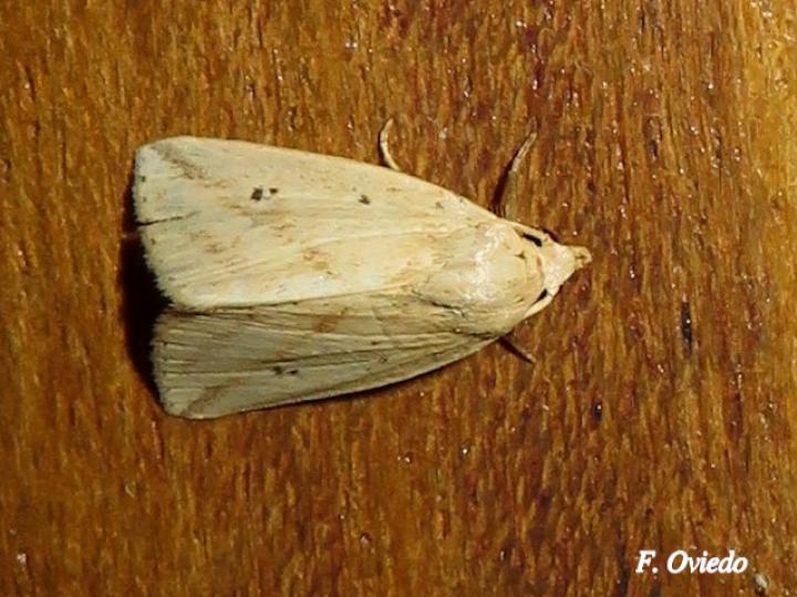 Amolita sentalis