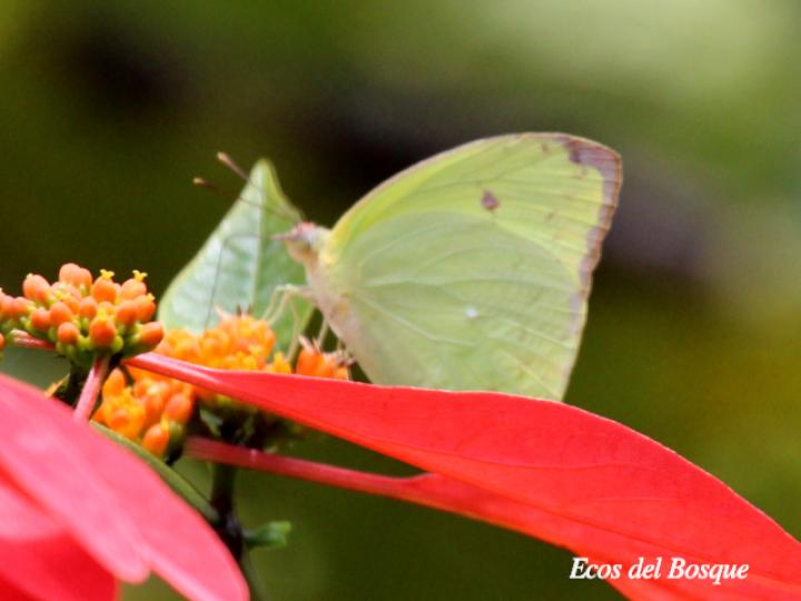 Aphrissa statira statira