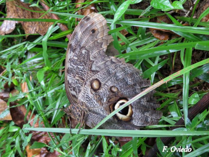Caligo brasiliensis sulanus (Mariposa búho gigante)