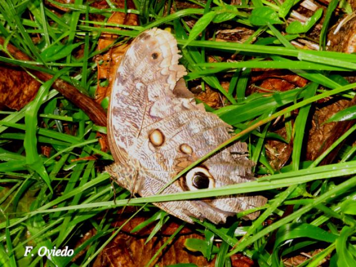 Caligo brasiliensis sulanus (Mariposa búho gigante)