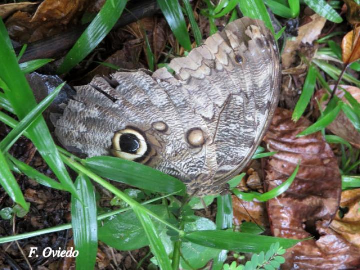 Caligo brasiliensis sulanus (Mariposa búho gigante)