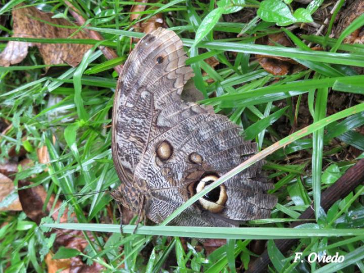 Caligo brasiliensis sulanus (Mariposa búho gigante)