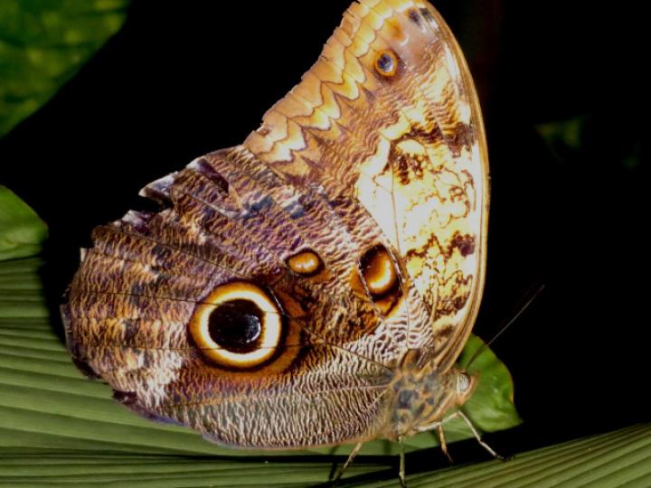 Caligo telamonius menus (Búo pálida)