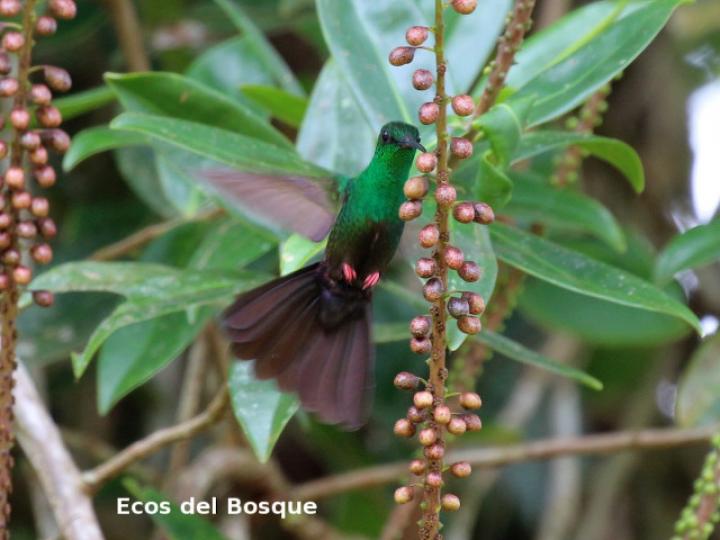 Chalybura urochrysia (Colibrí patirrojo)