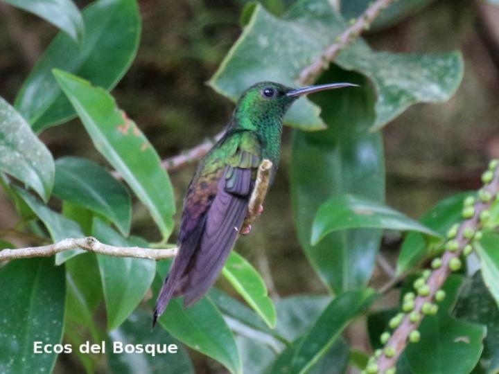 Chalybura urochrysia (Colibrí patirrojo)