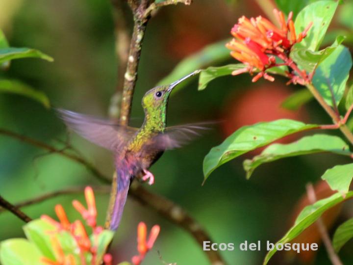 Chalybura urochrysia (Colibrí patirrojo)