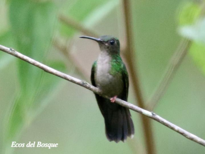 Chalybura urochrysia (Colibrí patirrojo)