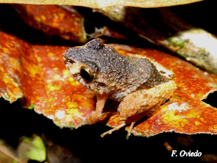 Craugastor fitzingeri (Rana de lluvia común)