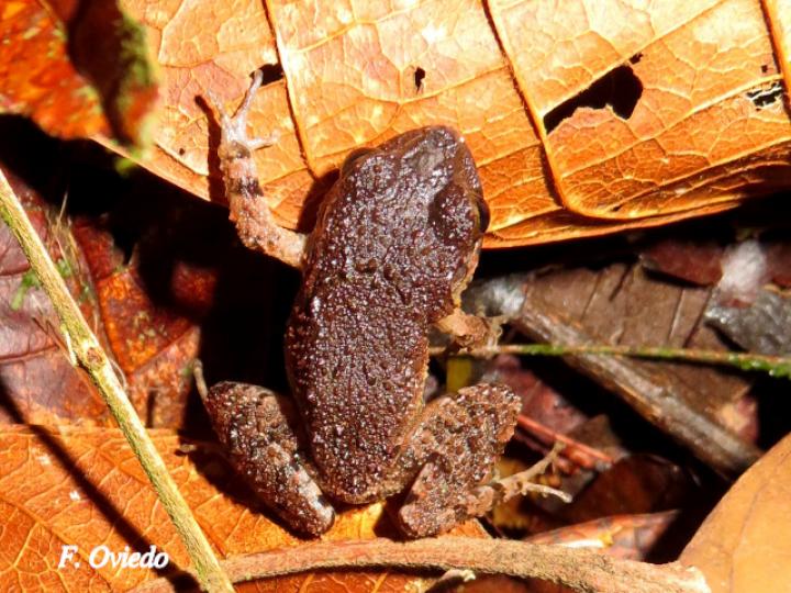Craugastor fitzingeri (Rana de lluvia común)