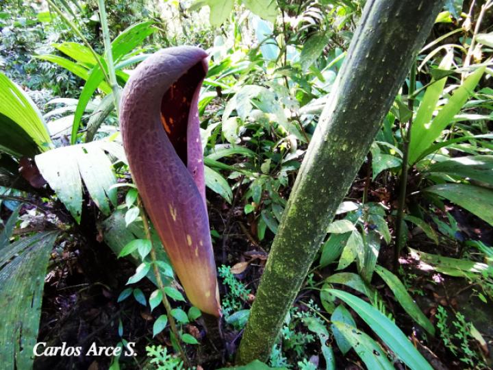 Dracontium gigas