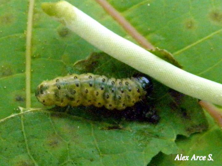 Dysodia sp (Janzen03)
