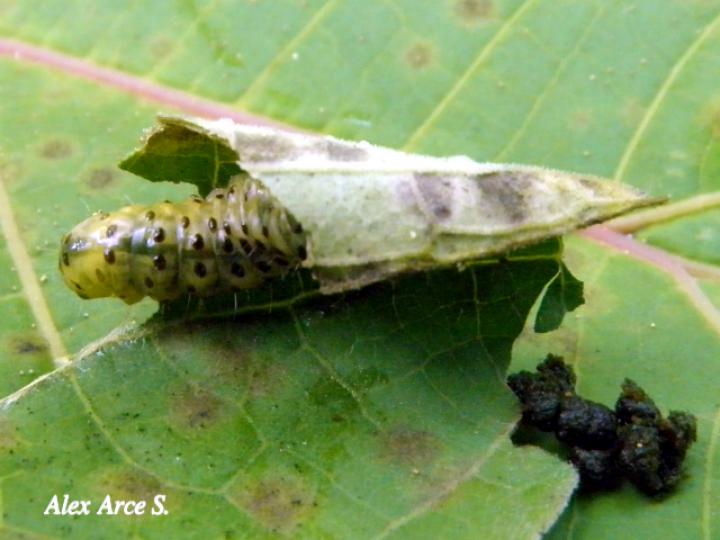 Dysodia sp (Janzen03)