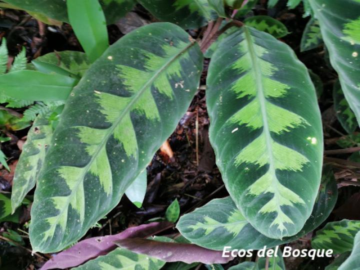 Goeppertia warszewiczii