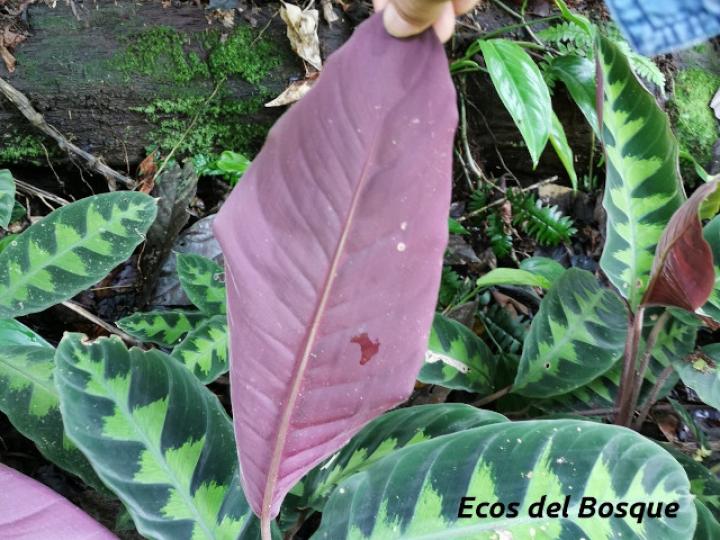 Goeppertia warszewiczii