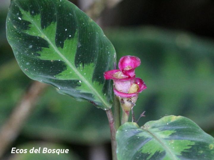 Goeppertia warszewiczii