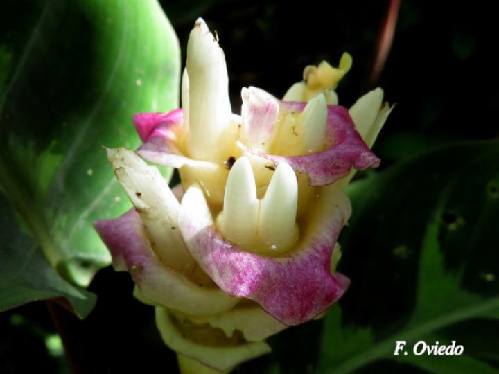 Goeppertia warszewiczii