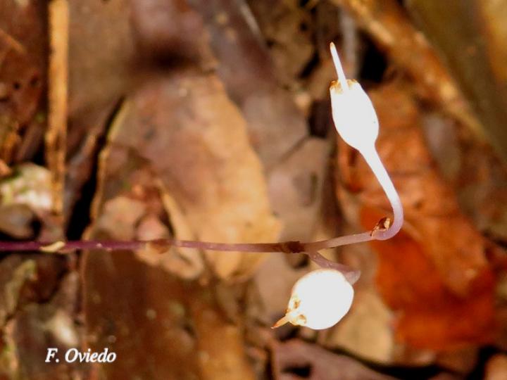 Gymnosiphon suaveolens