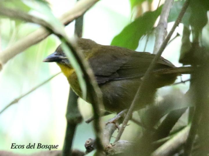 Habia fuscicauda (Tangara hormiguera gorgirroja)