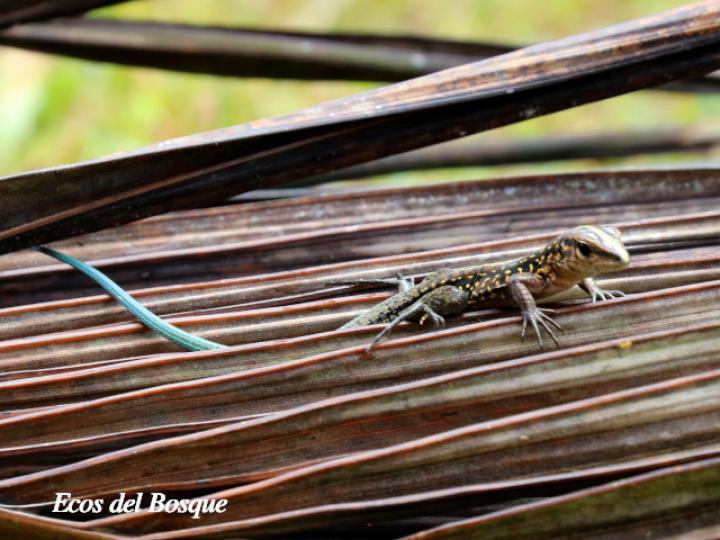 Holcosus Festivus | Ecos Del Bosque