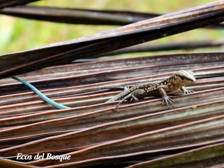 Holcosus festivus (Ameiva centroamericana) Holcosus festivus (Ameiva centroamericana)