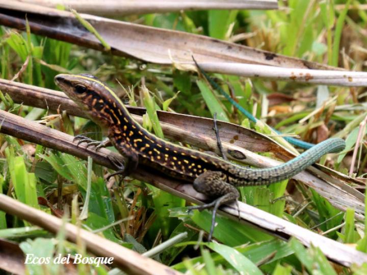 Holcosus festivus (Ameiva centroamericana)