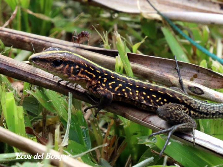 Holcosus Festivus | Ecos Del Bosque