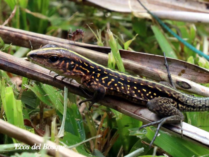 Holcosus festivus (Ameiva centroamericana) Holcosus festivus (Ameiva centroamericana)