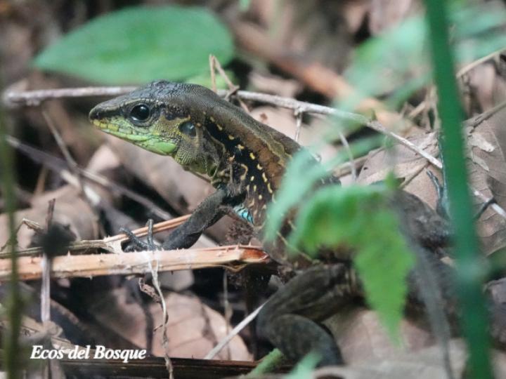 Holcosus festivus (Ameiva centroamericana)