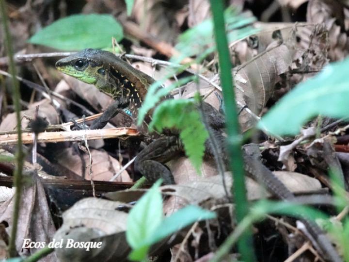 Holcosus festivus (Ameiva centroamericana) Holcosus festivus (Ameiva centroamericana)
