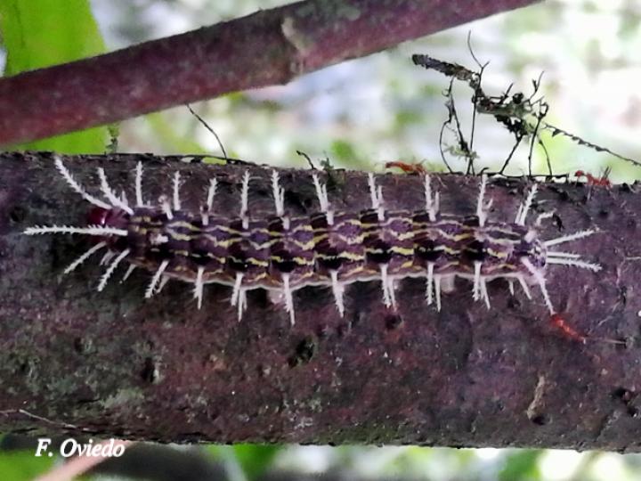 Hylesia invidiosa