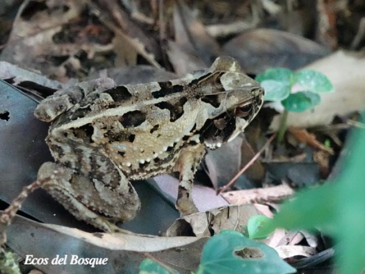 Incilius melanochlorus (Sapo de bosque húmedo)