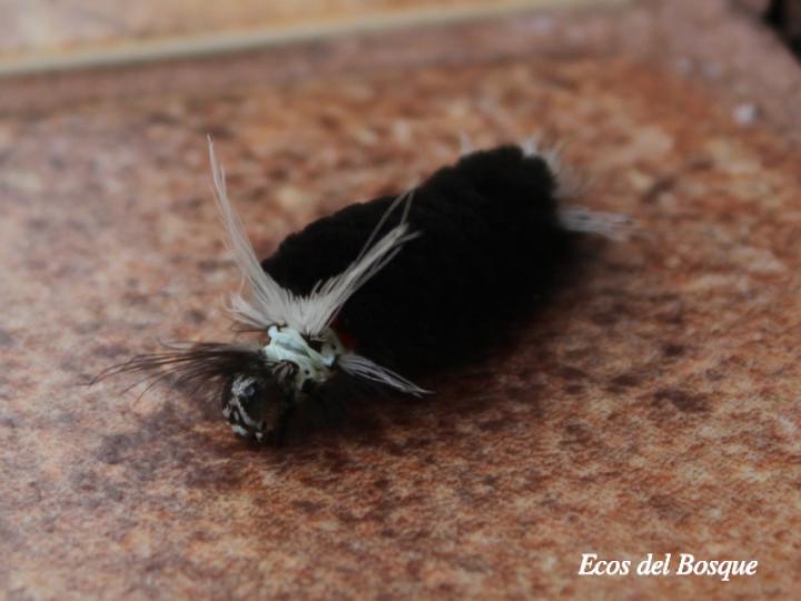 Isanthrene echemon