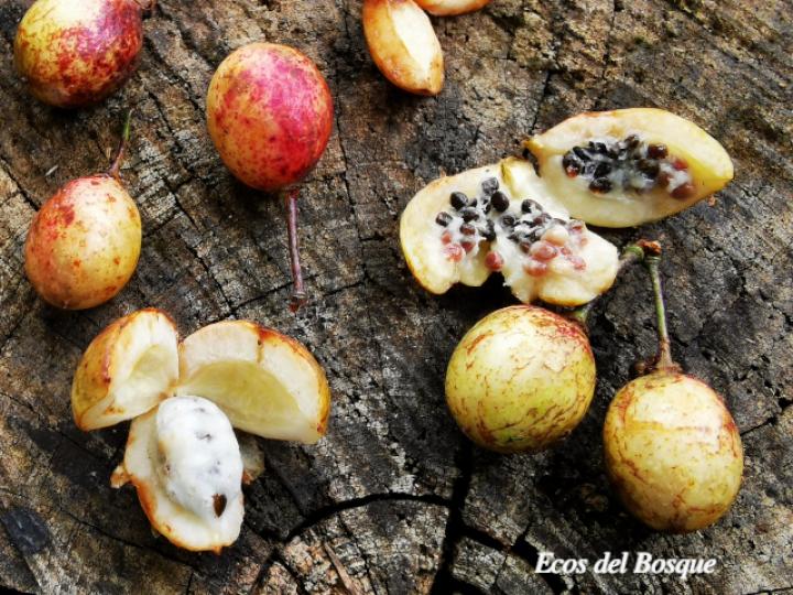 Laetia procera (Manga larga colarada) Laetia procera (Manga larga colarada)