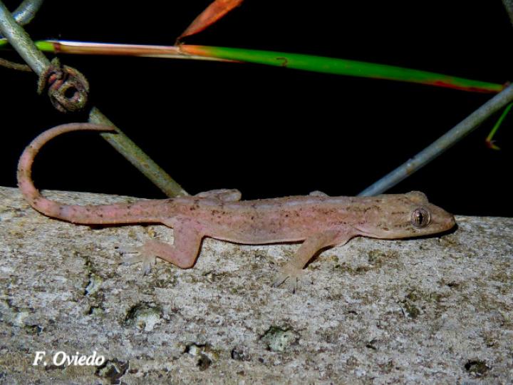 Lepidodactylus lugubris (Geco enlutado)